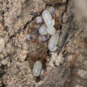 Pheidole sp. (genus) at Bruce, ACT - 14 Dec 2021 10:19 AM