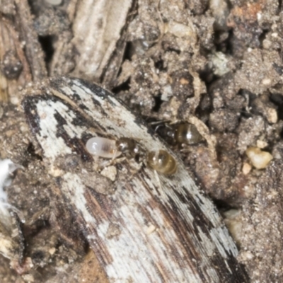 Doleromyrma sp. (genus) (Brown house ant) at Higgins, ACT - 28 Dec 2021 by AlisonMilton