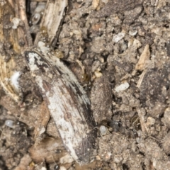 Doleromyrma sp. (genus) at Higgins, ACT - 28 Dec 2021