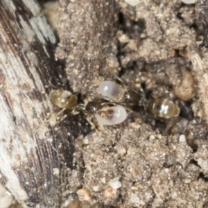 Doleromyrma sp. (genus) at Higgins, ACT - 28 Dec 2021