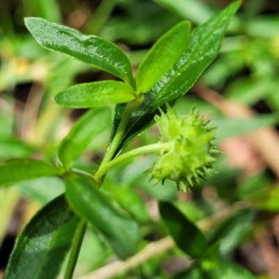 Opercularia hispida (Hairy Stinkweed) at Keverstone National Park - 8 Jan 2022 by tpreston