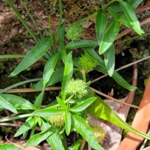 Opercularia hispida at Bigga, NSW - 8 Jan 2022