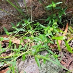 Opercularia hispida at Bigga, NSW - 8 Jan 2022