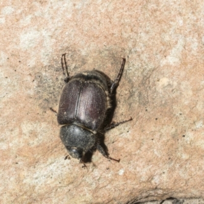Liparetrus sp. (genus) (Chafer beetle) at Mount Clear, ACT - 17 Dec 2021 by AlisonMilton
