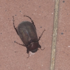 Sericesthis nigrolineata (Dusky pasture scarab) at Higgins, ACT - 2 Jan 2022 by AlisonMilton