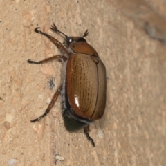 Anoplognathus pallidicollis at Higgins, ACT - 2 Jan 2022