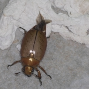 Anoplognathus pallidicollis at Higgins, ACT - 2 Jan 2022