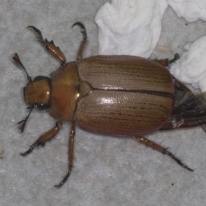 Anoplognathus pallidicollis at Higgins, ACT - 2 Jan 2022