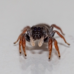 Apricia jovialis (Jovial jumping spider) at QPRC LGA - 29 Nov 2021 by MarkT