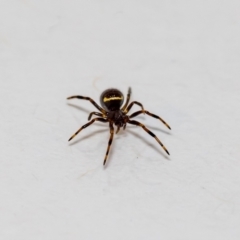 Unidentified Spider (Araneae) at QPRC LGA - 29 Nov 2021 by MarkT
