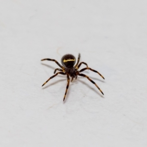 Steatoda sp. (genus) at Jerrabomberra, NSW - suppressed