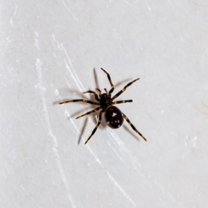 Steatoda sp. (genus) at Jerrabomberra, NSW - suppressed