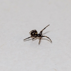 Steatoda sp. (genus) at Jerrabomberra, NSW - suppressed