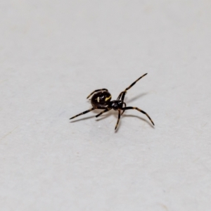 Steatoda sp. (genus) at Jerrabomberra, NSW - suppressed