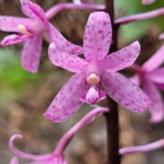 Dipodium roseum (Rosy Hyacinth Orchid) at Bigga, NSW - 8 Jan 2022 by tpreston