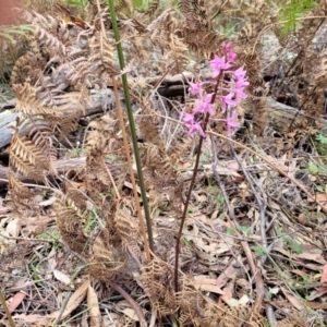 Dipodium roseum at Bigga, NSW - 8 Jan 2022