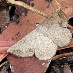 Taxeotis intextata (Looper Moth, Grey Taxeotis) at Bigga, NSW - 8 Jan 2022 by trevorpreston