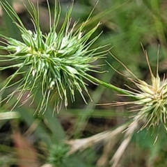 Echinopogon sp. (Hedgehog Grass) at Bigga, NSW - 8 Jan 2022 by trevorpreston