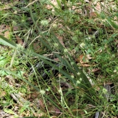 Echinopogon sp. at Bigga, NSW - 8 Jan 2022 12:56 PM