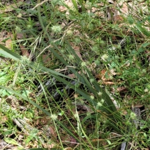 Echinopogon sp. at Bigga, NSW - 8 Jan 2022