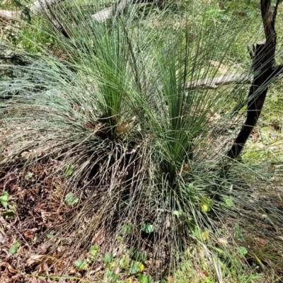 Xanthorrhoea glauca subsp. angustifolia (Grey Grass-tree) at Bigga, NSW - 8 Jan 2022 by trevorpreston