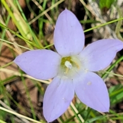 Wahlenbergia sp. (Bluebell) at Bigga, NSW - 8 Jan 2022 by tpreston