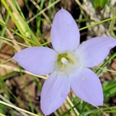 Wahlenbergia sp. (Bluebell) at Keverstone National Park - 8 Jan 2022 by tpreston
