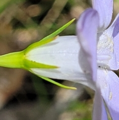 Wahlenbergia sp. at Bigga, NSW - 8 Jan 2022 12:55 PM