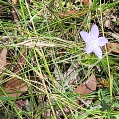 Wahlenbergia sp. at Bigga, NSW - 8 Jan 2022 12:55 PM