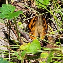 Vanessa kershawi (Australian Painted Lady) at Keverstone National Park - 8 Jan 2022 by tpreston