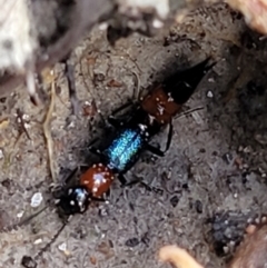 Paederus sp. (genus) (Whiplash rove beetle) at Keverstone National Park - 8 Jan 2022 by tpreston