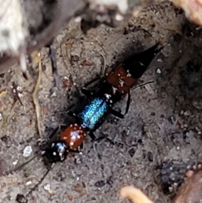 Paederus sp. (genus) (Whiplash rove beetle) at Keverstone National Park - 8 Jan 2022 by tpreston