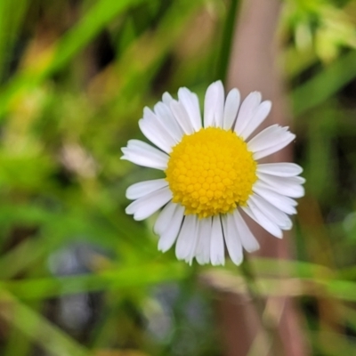 Calotis anthemoides (Chamomile Burr-daisy) at Bigga, NSW - 8 Jan 2022 by trevorpreston