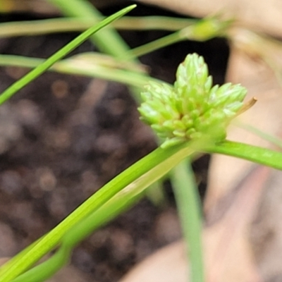 Isolepis gaudichaudiana (Benambra Club-sedge) at Keverstone National Park - 8 Jan 2022 by trevorpreston