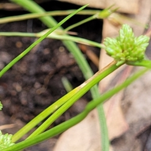 Isolepis gaudichaudiana at Bigga, NSW - 8 Jan 2022 12:41 PM