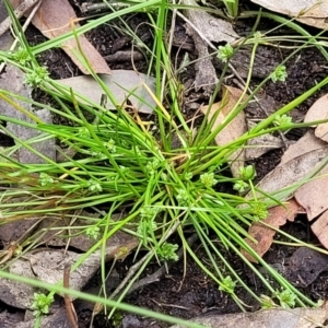 Isolepis gaudichaudiana at Bigga, NSW - 8 Jan 2022 12:41 PM