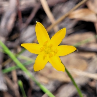 Hypoxis sp. at Keverstone National Park - 8 Jan 2022 by tpreston