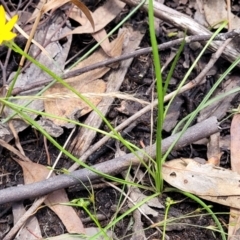 Hypoxis sp. at Bigga, NSW - 8 Jan 2022 12:41 PM