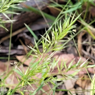 Vulpia sp. (A Squirreltail Fescue) at Bigga, NSW - 8 Jan 2022 by trevorpreston