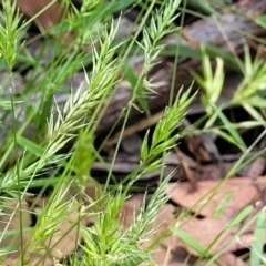 Vulpia sp. at Bigga, NSW - 8 Jan 2022