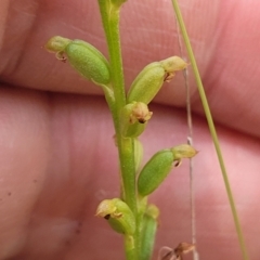 Microtis sp. (Onion Orchid) at Keverstone National Park - 8 Jan 2022 by tpreston