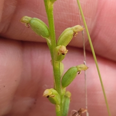 Microtis sp. (Onion Orchid) at Bigga, NSW - 8 Jan 2022 by tpreston