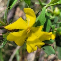 Hibbertia obtusifolia (Grey Guinea-flower) at Bigga, NSW - 8 Jan 2022 by tpreston