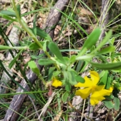 Hibbertia obtusifolia at Bigga, NSW - 8 Jan 2022