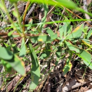 Hibbertia obtusifolia at Bigga, NSW - 8 Jan 2022