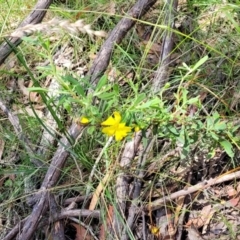 Hibbertia obtusifolia at Bigga, NSW - 8 Jan 2022