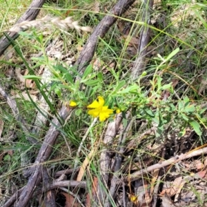 Hibbertia obtusifolia at Bigga, NSW - 8 Jan 2022