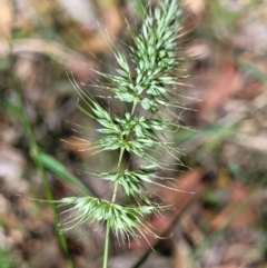 Echinopogon sp. (Hedgehog Grass) at Keverstone National Park - 8 Jan 2022 by tpreston
