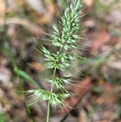 Echinopogon sp. (Hedgehog Grass) at Bigga, NSW - 8 Jan 2022 by trevorpreston