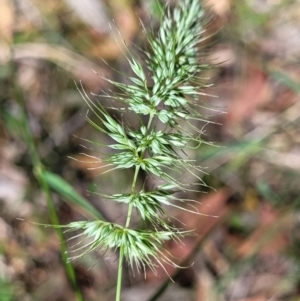 Echinopogon sp. (genus) at Bigga, NSW - 8 Jan 2022